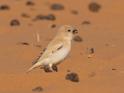 Desert Sparrow.jpg